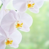 “幸せの花”をご自宅で　胡蝶蘭の楽しみ方
