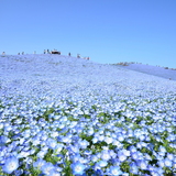 散策｜国営ひたち海浜公園（茨城県）　季節ごとに異なる花畑を楽しめる花の名所