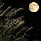 文化｜「お月見（中秋の名月）」　美しい秋の月に、豊作の願いを込めて
