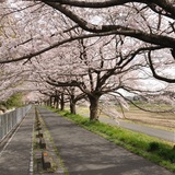 日本一の旅｜見沼たんぼの桜回廊（埼玉県）　総延長20km超！散策できる日本一の桜回廊