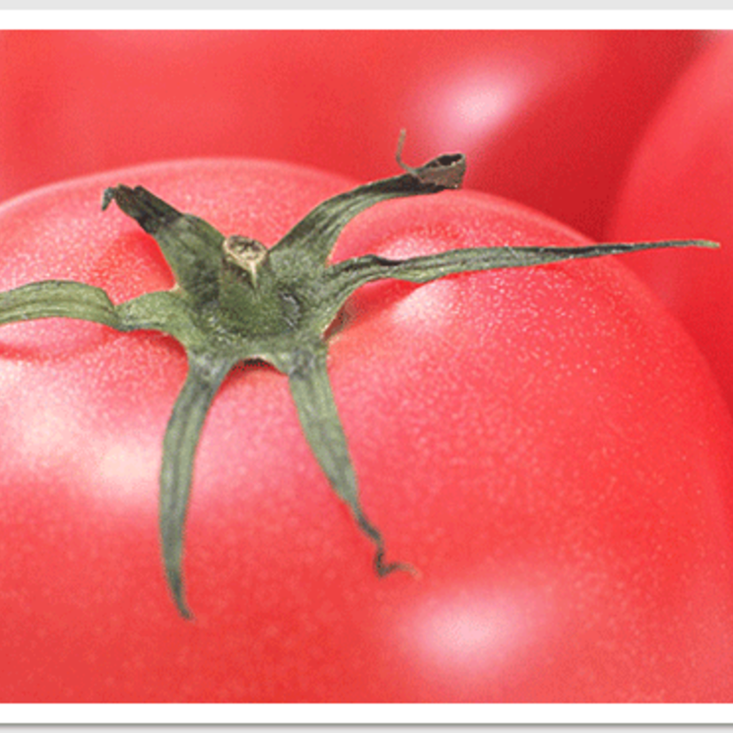 野菜の豆知識｜実は知らない。 改めて知る「トマト」とは？