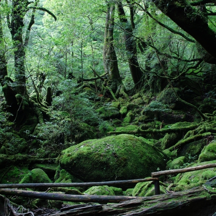 世界遺産｜太古の森が残る屋久島(鹿児島県)　荘厳な屋久杉をたずねる旅