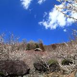 散策｜筑波山 梅まつり（茨城県） 白梅・紅梅・緑がく梅、1000本の梅花が咲き誇る