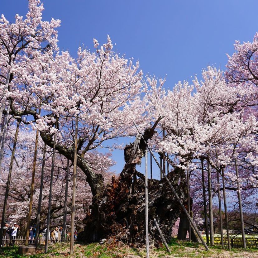 日本一の旅｜日本最古の桜を求めて「山高神代桜」(山梨県)