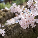 健康習慣｜桜の季節に入りたい薬湯「桜湯」を作ろう