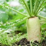 野菜の豆知識｜消化を助け、熱を冷ます「大根」の魅力