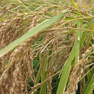 農薬や化学肥料不使用の国産もち米を使用した黒糖おかき