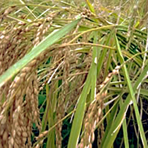 農薬や化学肥料不使用の国産もち米を使用したひじきおかき