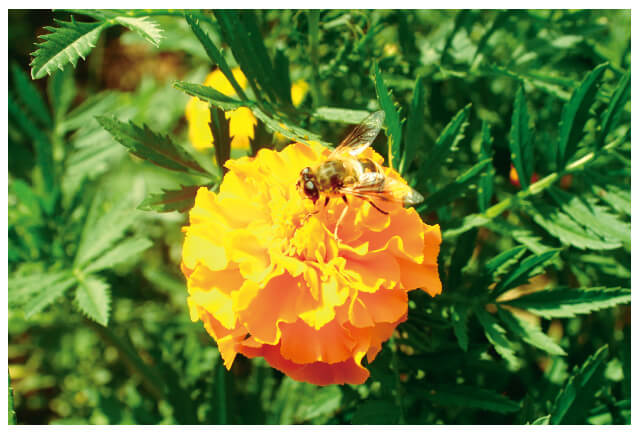 ミツバチが利用する生態系の力