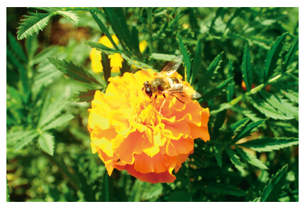 ミツバチが利用する生態系の力